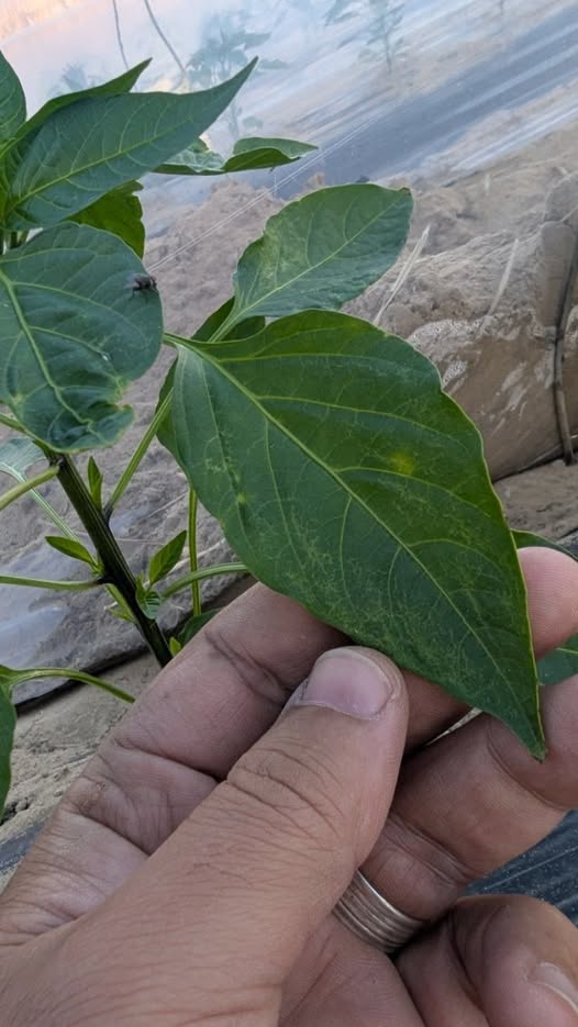 من فضلكم ايه ده